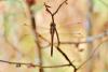 353208 – Photo : Anonyme – Madagascar